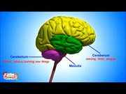 The Nervous System Functions and Facts
