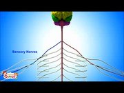 The Nervous System Functions and Facts