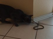 Kitty Cat Vs Snake