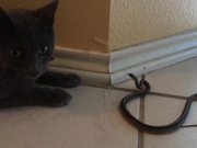 Kitty Cat Vs Snake