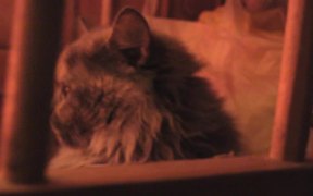 Bored Cat - Animals - VIDEOTIME.COM