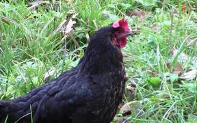 Black Chicken - Animals - VIDEOTIME.COM