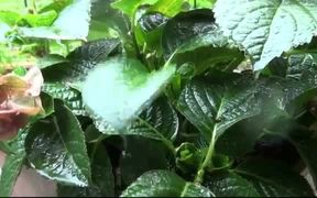 Raindrops on the Leaf - Fun - VIDEOTIME.COM