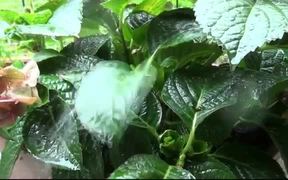 Raindrops on the Leaf