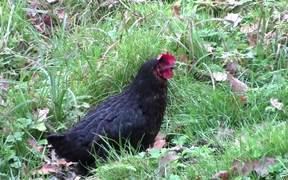 Black Chicken - Animals - VIDEOTIME.COM