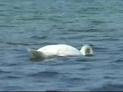 Swan Dive Baltic