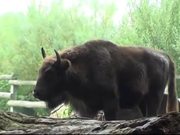 Young Bison Walks