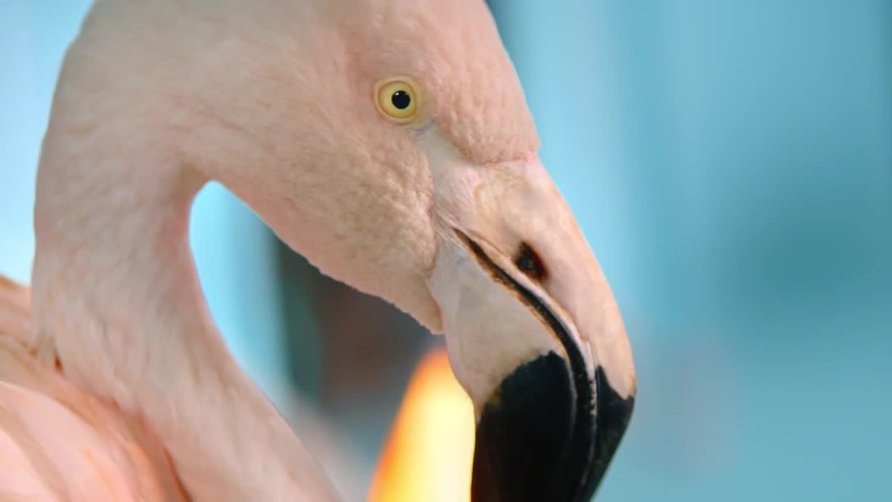 Chambord: Because No Reason Flamingo