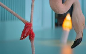 Chambord: Because No Reason Flamingo - Commercials - VIDEOTIME.COM