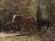 Horses and Falling Snow - Animals - Y8.COM