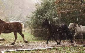 Horses and Falling Snow - Animals - VIDEOTIME.COM