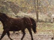 Horses and Falling Snow