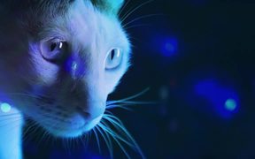 Meow Mix Video: A Meow Mix by Ashworth - Commercials - VIDEOTIME.COM
