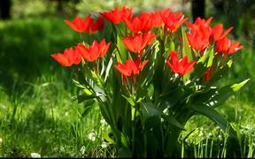 Red Tulip - Commercials - VIDEOTIME.COM