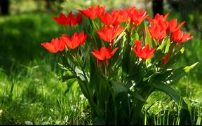 Red Tulip - Commercials - VIDEOTIME.COM