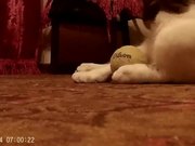 Cat Music Playing Ball