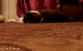 Cat Music Playing Ball - Animals - VIDEOTIME.COM