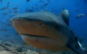 Sharks Rescored - Mini Documentary
