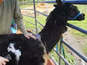 Alpaca Shearing At Sumas Mountain Farms