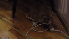 Cat Bulka Is Fun - Animals - VIDEOTIME.COM