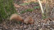 Squirrel at the Nature Reserve 3