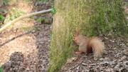 Squirrel at the Nature Reserve 3