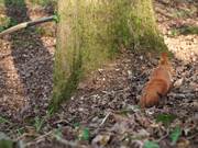 Squirrel Action in Forest