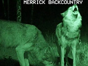 Merrick Backcountry Video: Wolf Tested