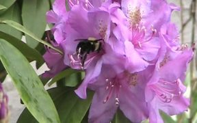 Rhododendron and Bee in Macro - Fun - VIDEOTIME.COM