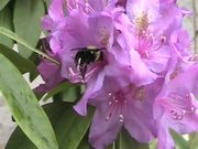 Rhododendron and Bee in Macro