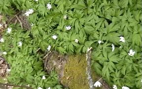 Vitsippor - Wood Anemones