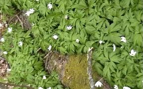 Vitsippor - Wood Anemones