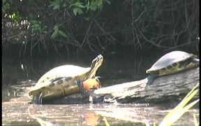 Myakka River State Park - Turtles - Animals - VIDEOTIME.COM