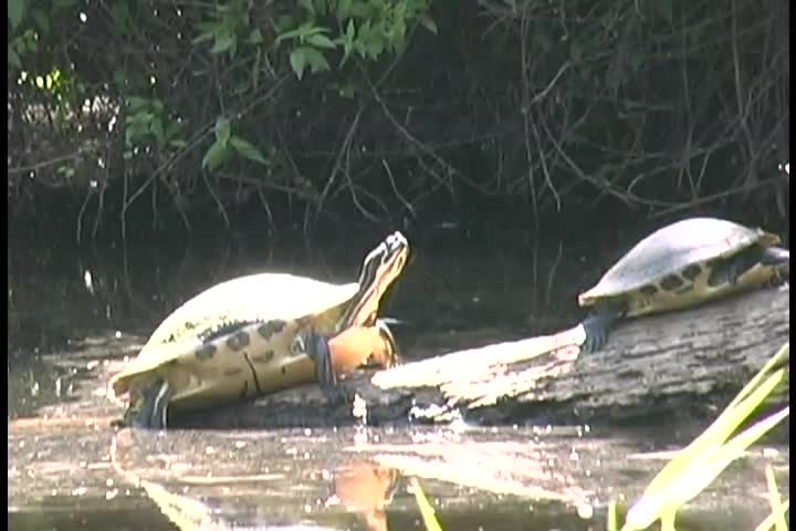 Myakka River State Park - Turtles