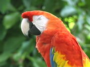 Sarasota Jungle Gardens - The Parrot