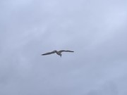 Seagull Flying Wide Shot