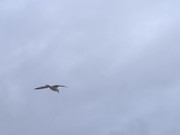 Seagull Flying Wide Shot