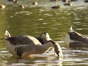 Swan Goose in Slow Motion