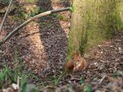 Squirrel Action in Forest