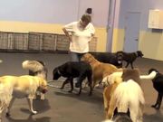The Dog Gurus - Hula Hoop