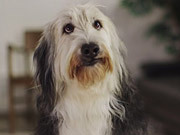 Castor & Pollux Commercial: Reading Dog
