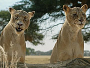 Fiber One Commercial: Lionesses