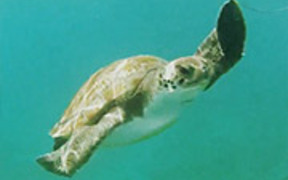 Tenerife - Snorkel - Turtle - Animals - VIDEOTIME.COM