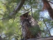 Great Horned Owl Nest: Yawning & Bobbing