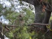 Great Horned Owl Nest: Yawning & Bobbing