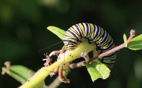 Hungry Caterpillar - Animals - VIDEOTIME.COM