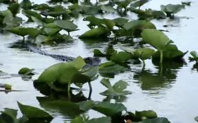 Crocodile - Animals - VIDEOTIME.COM