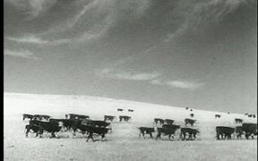 Western Cattle Sequence - Animals - VIDEOTIME.COM