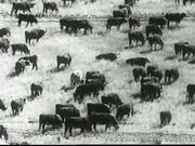 Western Cattle Sequence