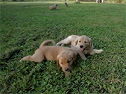 Golden Days - Golden Retriever Puppies